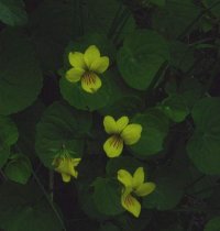 Yellow wood violets